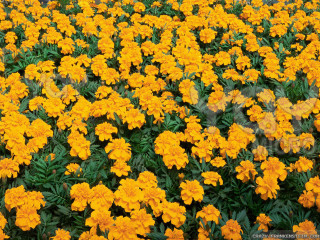 Yellow flowers green leaves blue - a few yellow flower free wallpaper