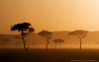 Trees field sunset fog nature - a group of trees free wallpaper