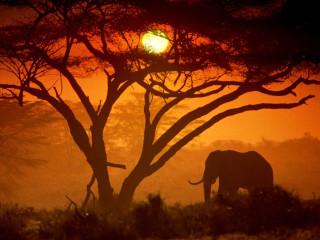 Elephant tree sunset foggy forest 2 - a sun in the distance free wallpaper
