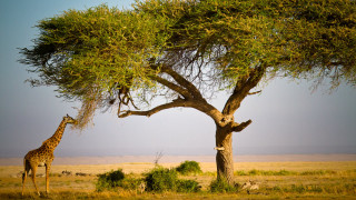Giraffe tree field grass dirt - a giraffe free wallpaper for desktop