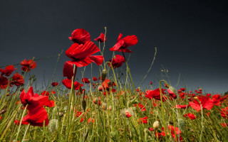 Red flowers dark sky clouds - rich moody colour free wallpaper
