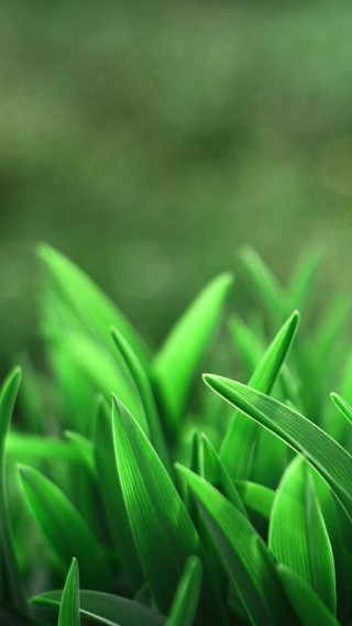 Green grass closeup macro depth - green grass free wallpaper for mobile