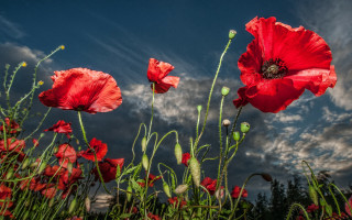 Red flowers cloudy sky field - colin gill free wallpaper