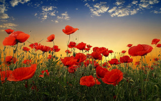 Red flowers sky clouds sunset - ammi phillips free wallpaper