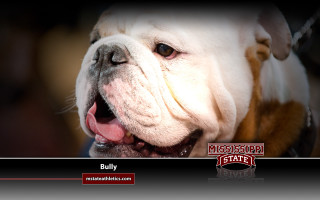 Bulldog smiling showing teeth tongue - balcomb greene free wallpaper