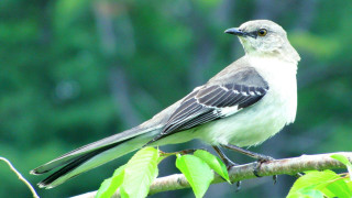 Bird branch leaves nature water - a blurry background of trees free wallpaper