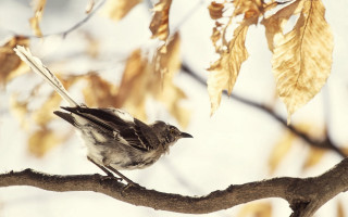 Bird branch tree leaves sky - the background and a sky background free wallpaper