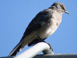 Bird metal pole blue sky - a white stripe free wallpaper