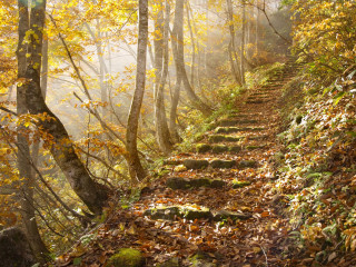 Wooded path leaves steps nature - lot of leaves free wallpaper