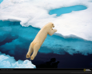 Polar bear jumping iceberg water - an iceberg free wallpaper