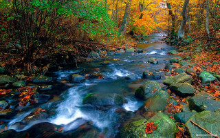 Autumn forest stream leaves rocks - autumn time free wallpaper