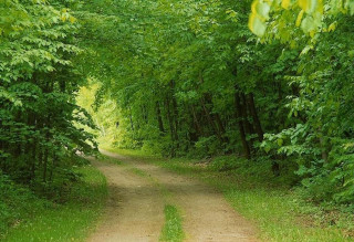 Dirt road trees grass bench - forest free wallpaper for desktop