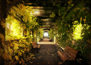 Autumn walkway bench plants light - a long walkway free wallpaper for desktop