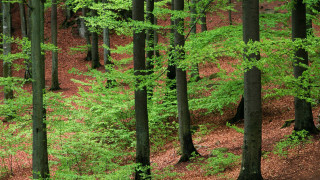 Forest trees leaves bench nature - free forest wallpaper