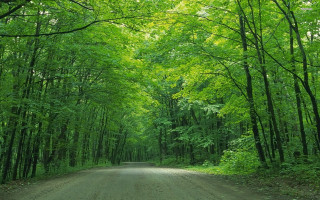 Dirt road trees green foliage - the forest free wallpaper for desktop