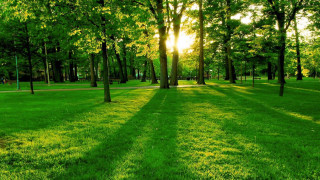 Park trees grass sunlight nature - the ground and the sun free wallpaper