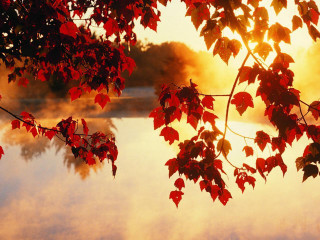 Tree branch red leaves water 3 - a sunset in the background free wallpaper