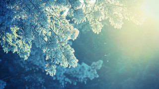 Tree snow sunshine branches closeup - a microscopic photo free wallpaper