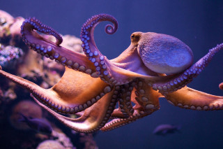 Octopus swimming aquarium fish ball - other fish free wallpaper
