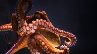 Octopus dark room black background - an octopus free wallpaper