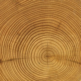 Tree trunk circular pattern brown - a close up of a tree trunk free wallpaper