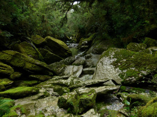 Stream lush forest rocks mossy 3 - mossy free wallpaper