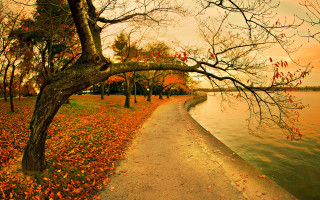 Path water trees background leaves 2 - autumn free wallpaper for desktop