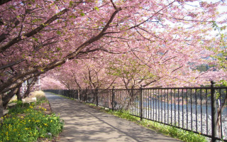 Pink cherry blossoms river garden - free spring wallpaper
