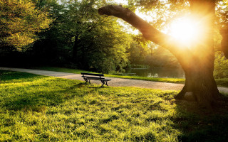 Park bench sunlight trees grass - the tree and grass free wallpaper for desktop