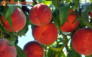 Peaches hanging tree leaves blue - p free wallpaper for desktop