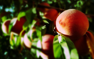 Peach hanging tree leaves blurred - boetius adamsz bolswert free wallpaper for desktop