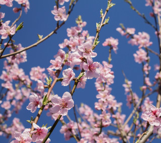 Pink flower tree blue sky 6 - free spring wallpaper for tablet