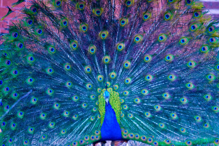 Peacock feathers display blue green - male free wallpaper