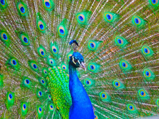 Peacock feathers spread display colorful - a peacock free wallpaper