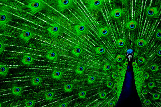 Peacock feathers spread tail display 7 - a peacock free wallpaper for desktop