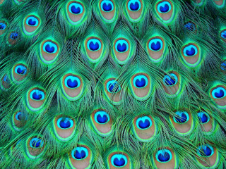 Peacock feathers closeup blue eyes - male free wallpaper for desktop
