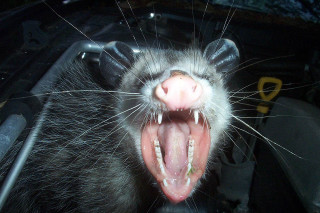 Badger tongue out showing teeth - its tongue free wallpaper
