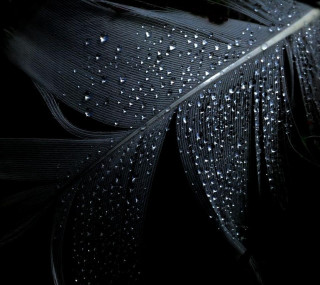 Black feather water droplets white - free rain wallpaper for tablet