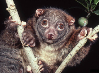 Small animal tree branch green - a small animal sitting free wallpaper