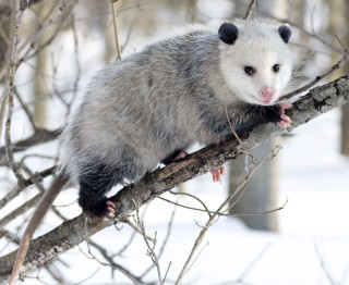 Ferret sitting tree branch snow 2 - aloysius okelly free wallpaper