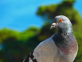 Pigeon closeup tree blue sky - a few cloud free wallpaper for desktop