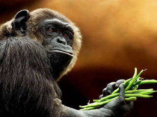 Monkey holding green beans serious - its hand free wallpaper