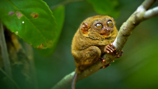 Small animal tree branch big - eye wide open free wallpaper