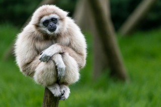 Monkey sitting on wooden stick - a grassy area free wallpaper