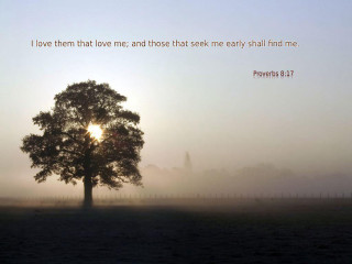 Tree field quote love seek - radiant free wallpaper