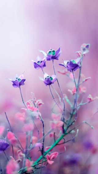 Purple flowers blurry background cherry - free flowers wallpaper for mobile