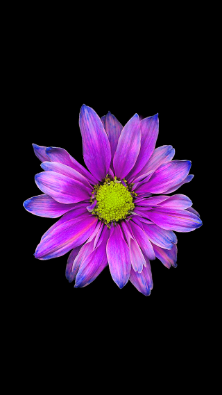 Purple flower green center black - a green center free wallpaper for mobile
