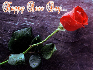 Red rose water droplets happy - processed free wallpaper