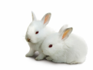White rabbits sitting white background - a white background behind them free wallpaper