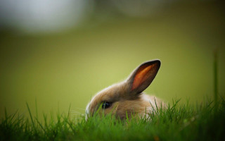Rabbit sitting grass ears up 2 - its ear free wallpaper
